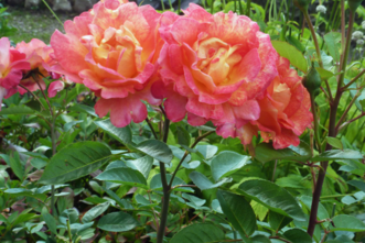 Seltenheit- großzügiges Baugrundstück in exklusiver Lage in Grünwald